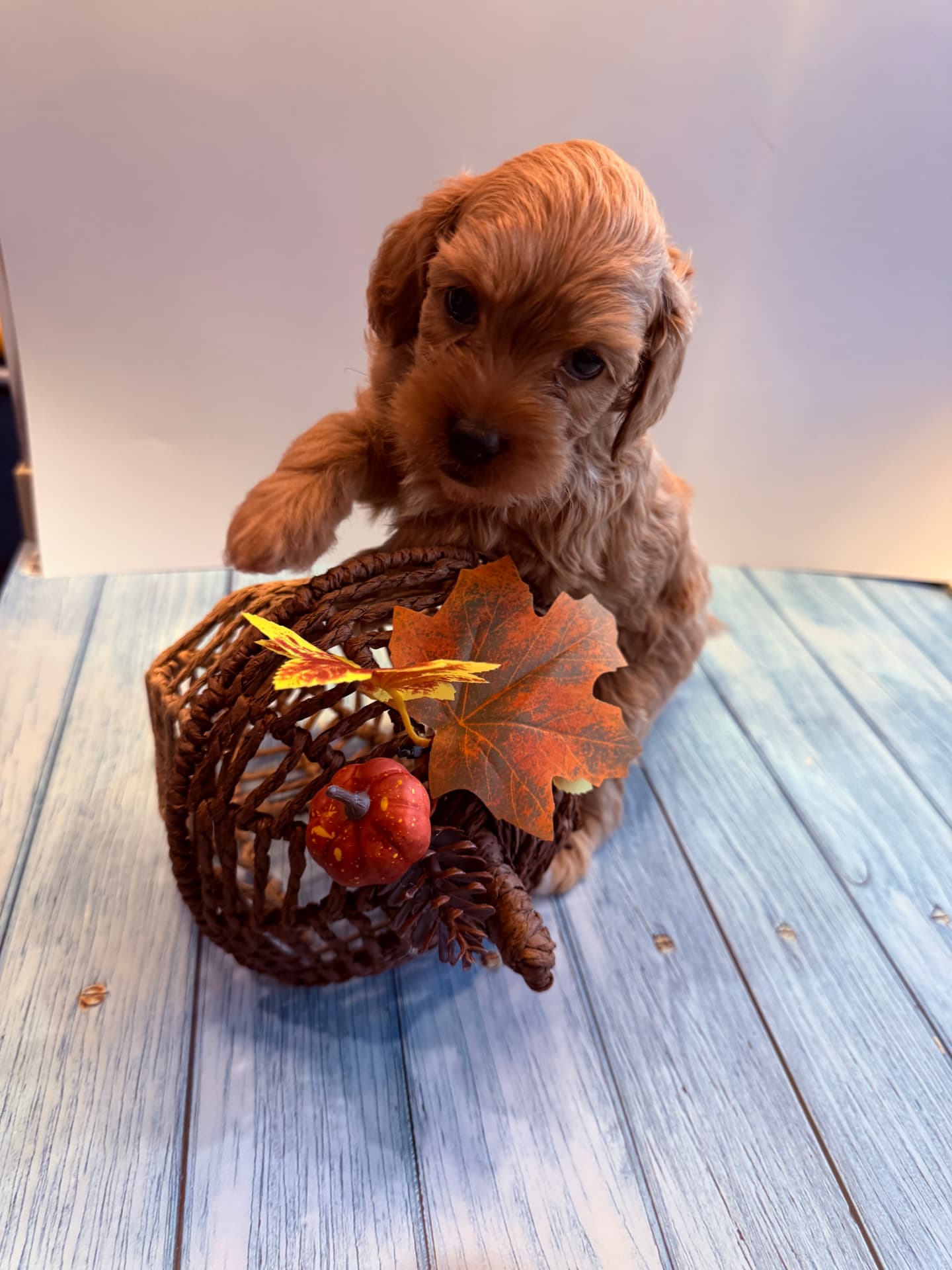 Michael, a 6½ weeks old Toy Cavapoo