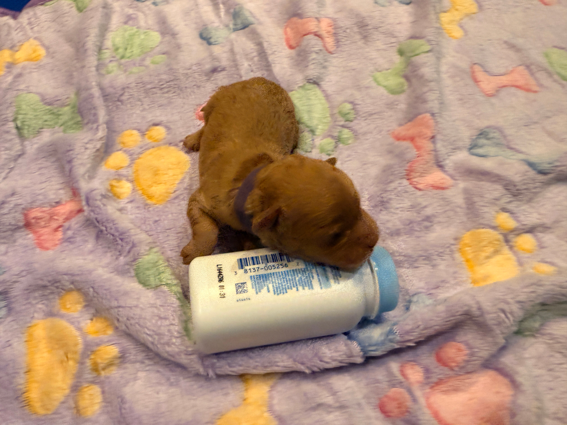Thelma the Cavapoo — Good Times Crew — TS2K Puppies