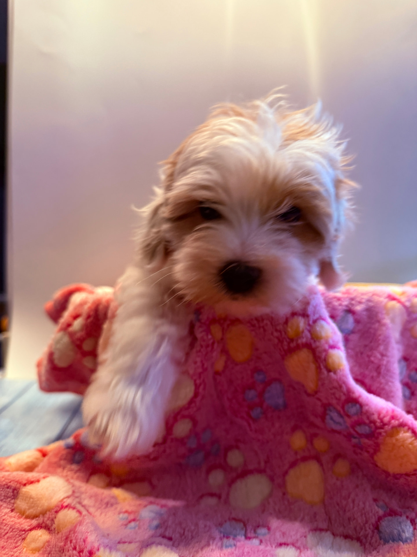 Lyric, a female F2BB multigenerational Cavapoo