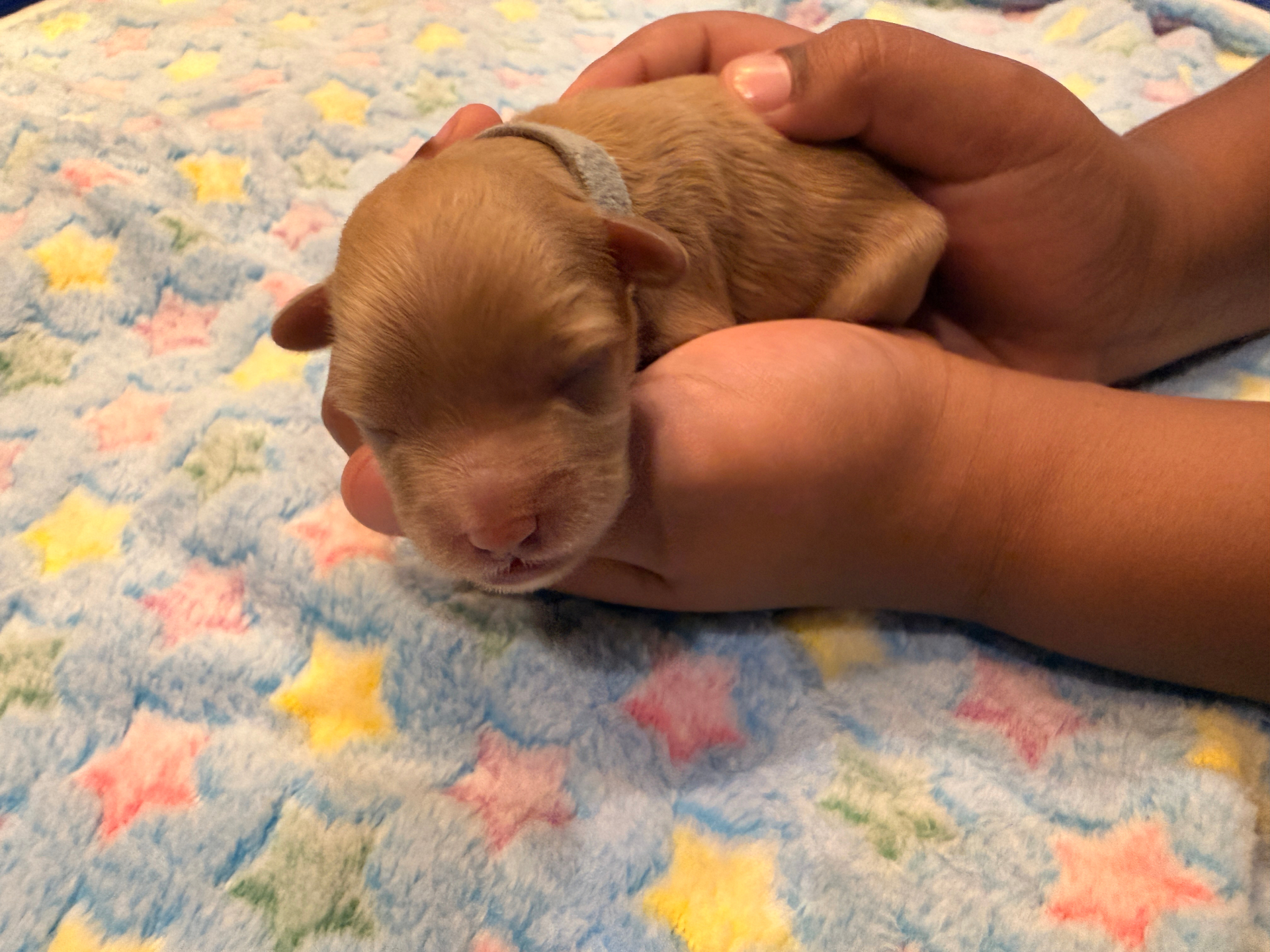 Michael the Cavapoo — Good Times Crew — TS2K Puppies