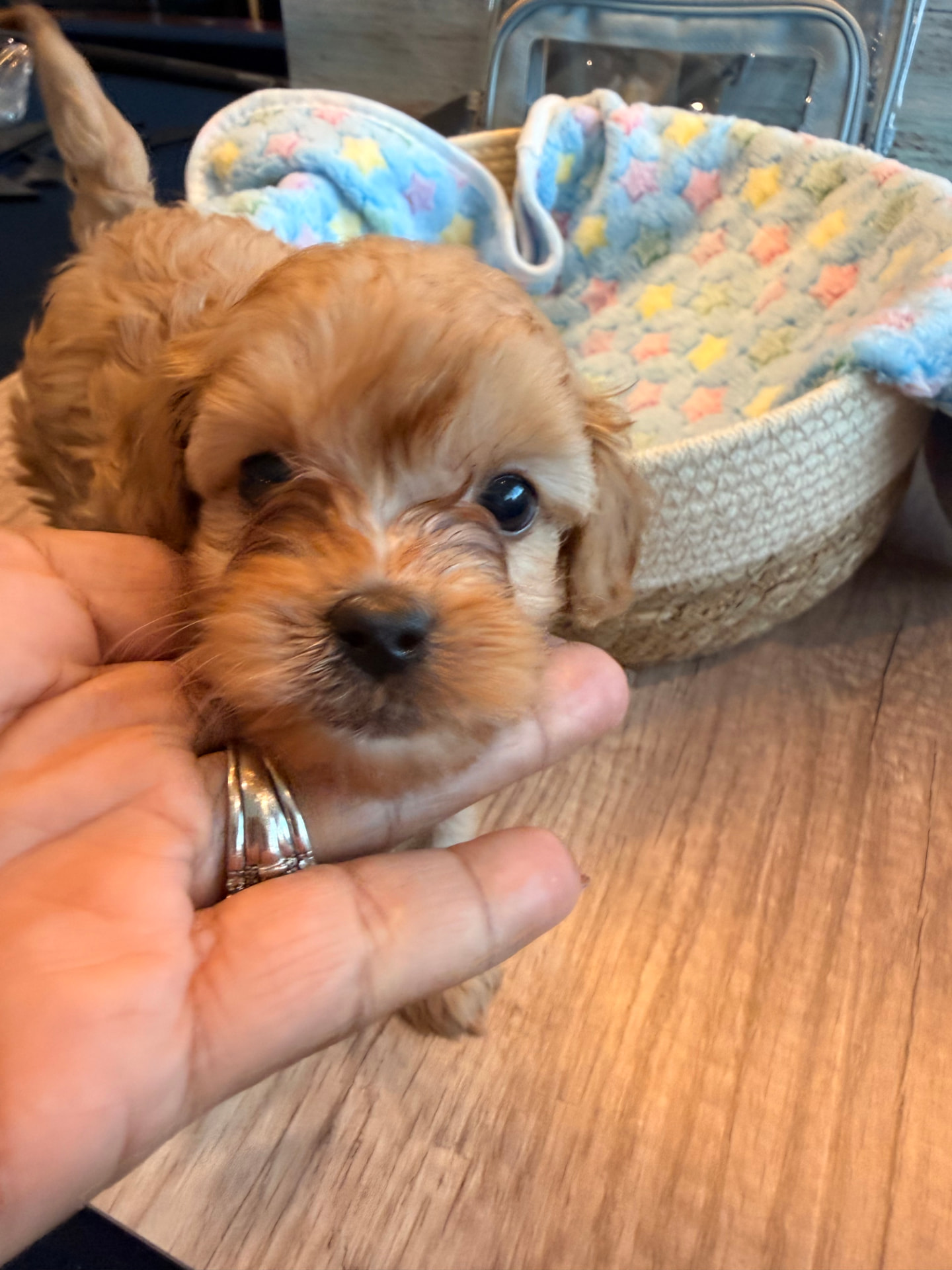 Penny, a 6½ weeks old Toy Cavapoo