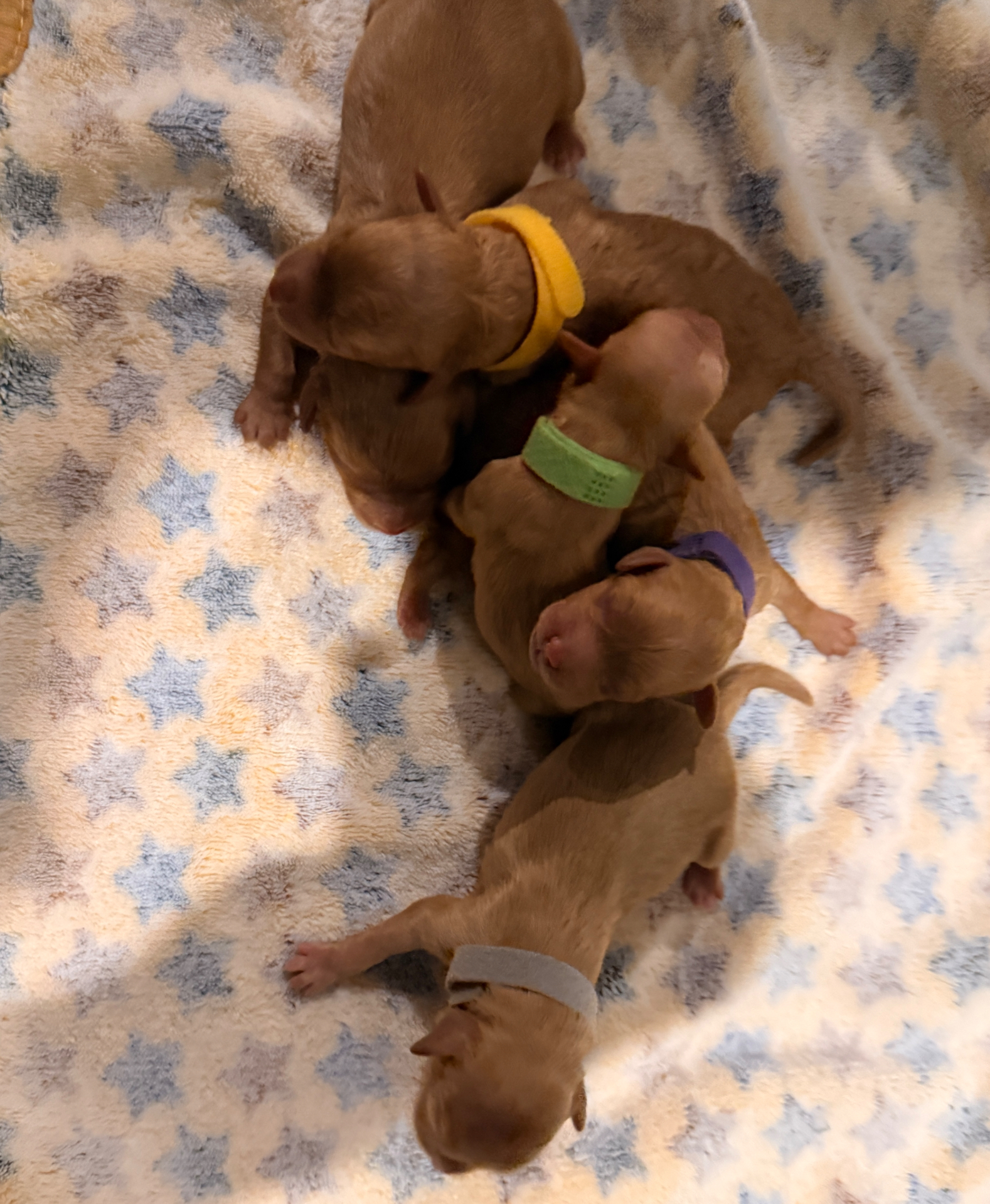 The "Good Times" Crew — Miss Sophia's puppies born 7/23/2026