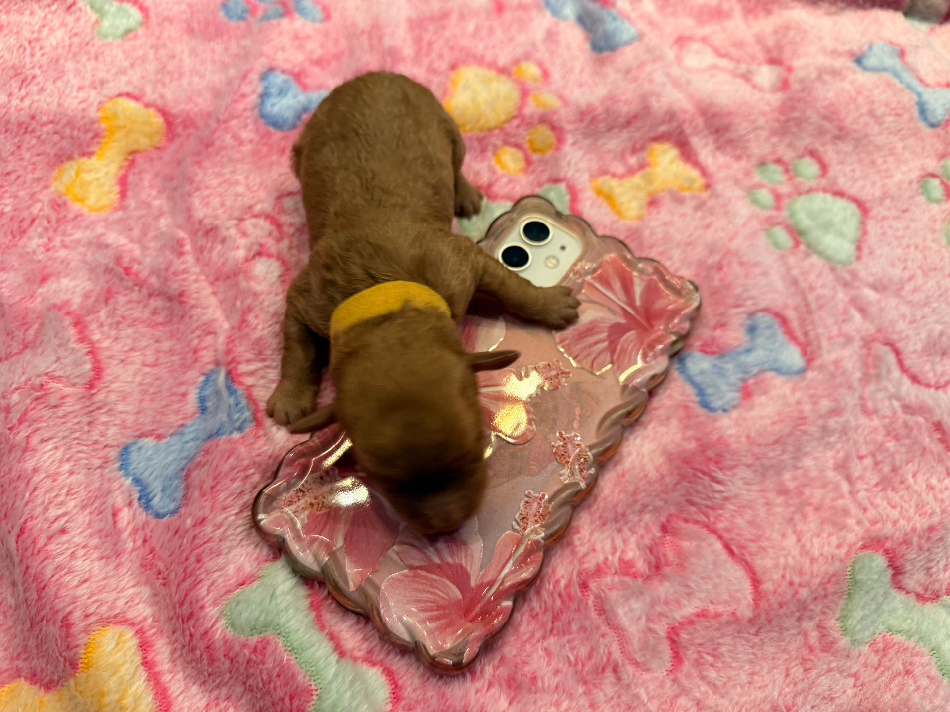 Willona the Cavapoo — Good Times Crew — TS2K Puppies
