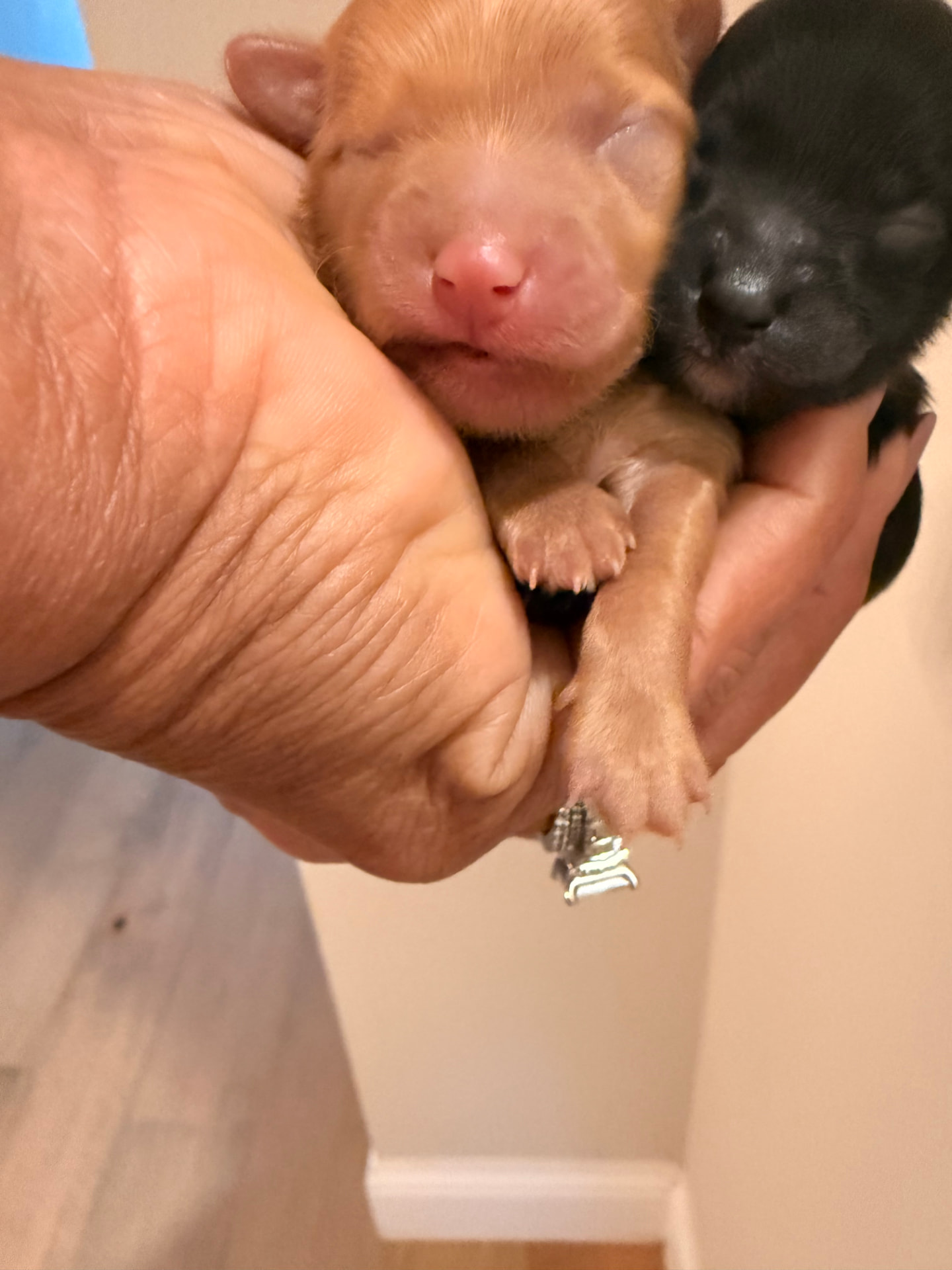 Dre the F1B Yorkiepoo — Brown Sugar Litter — TS2K Puppies