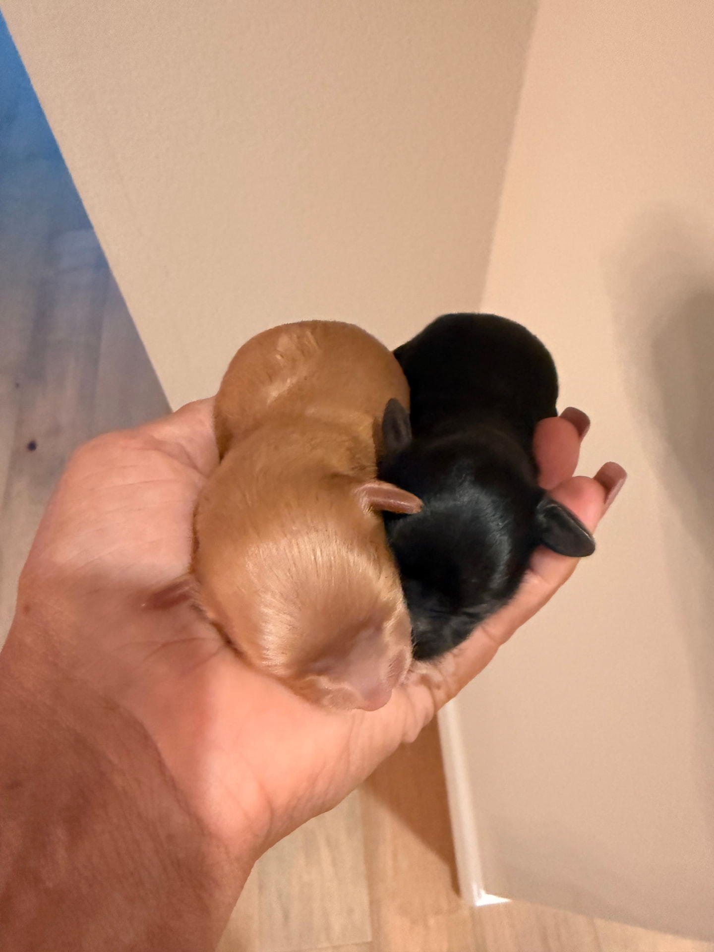 The "Brown Sugar" Litter — Dre and Syd, F1B Yorkiepoo puppies born 8/25/2026