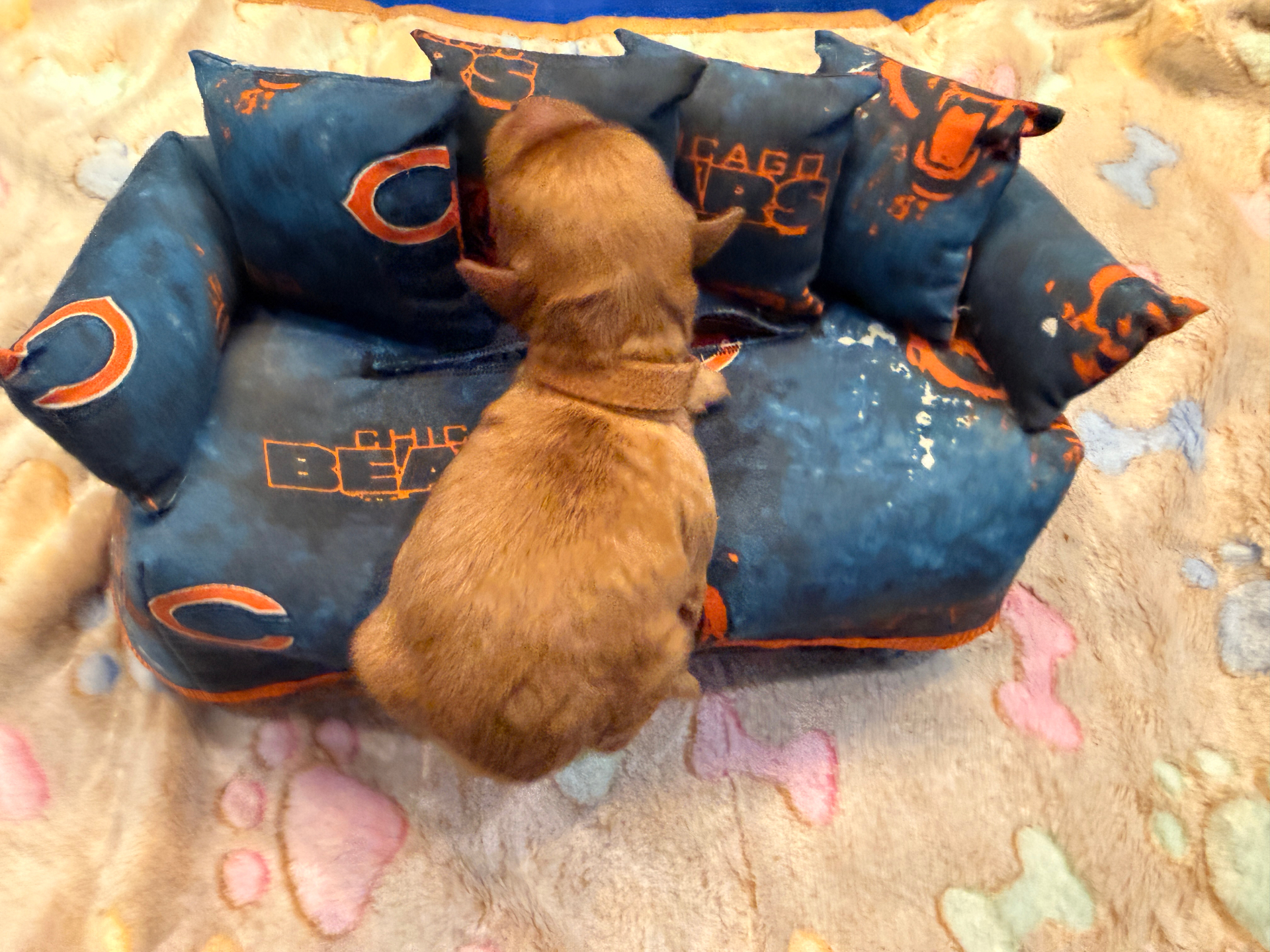 J.J. the Cavapoo — Good Times Crew — TS2K Puppies