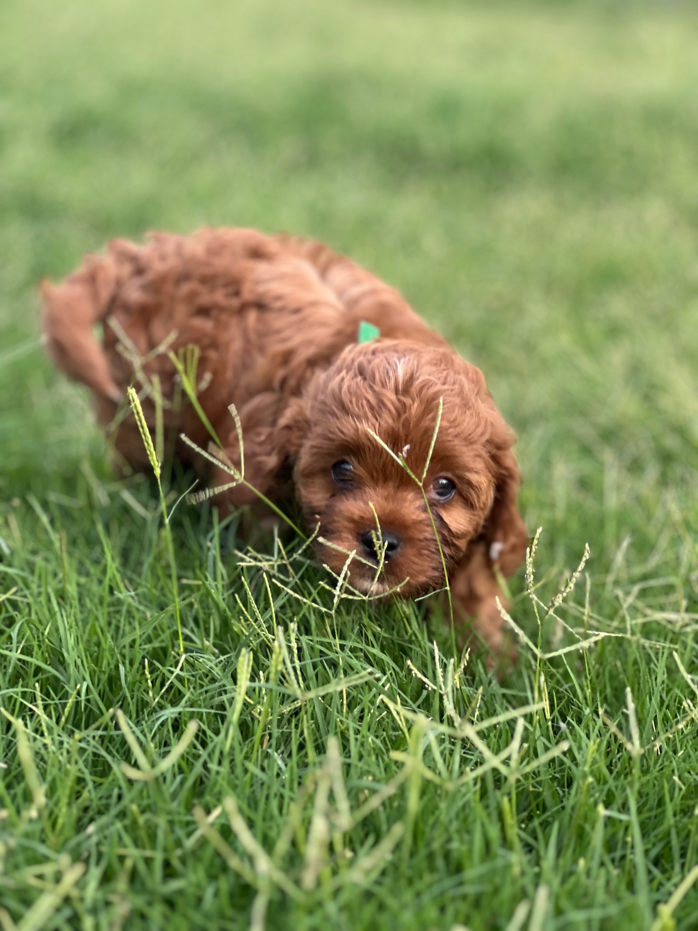 A puppy raised at home