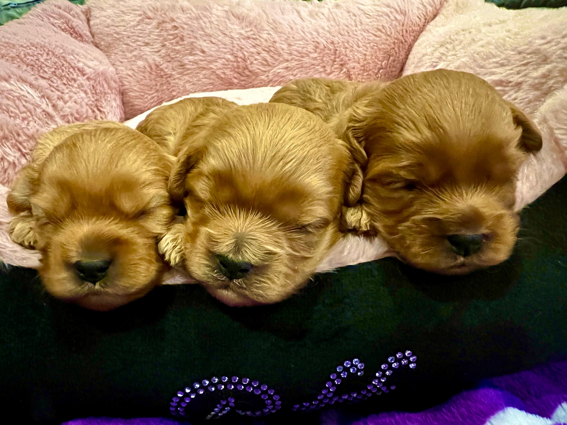 A puppy raised at home