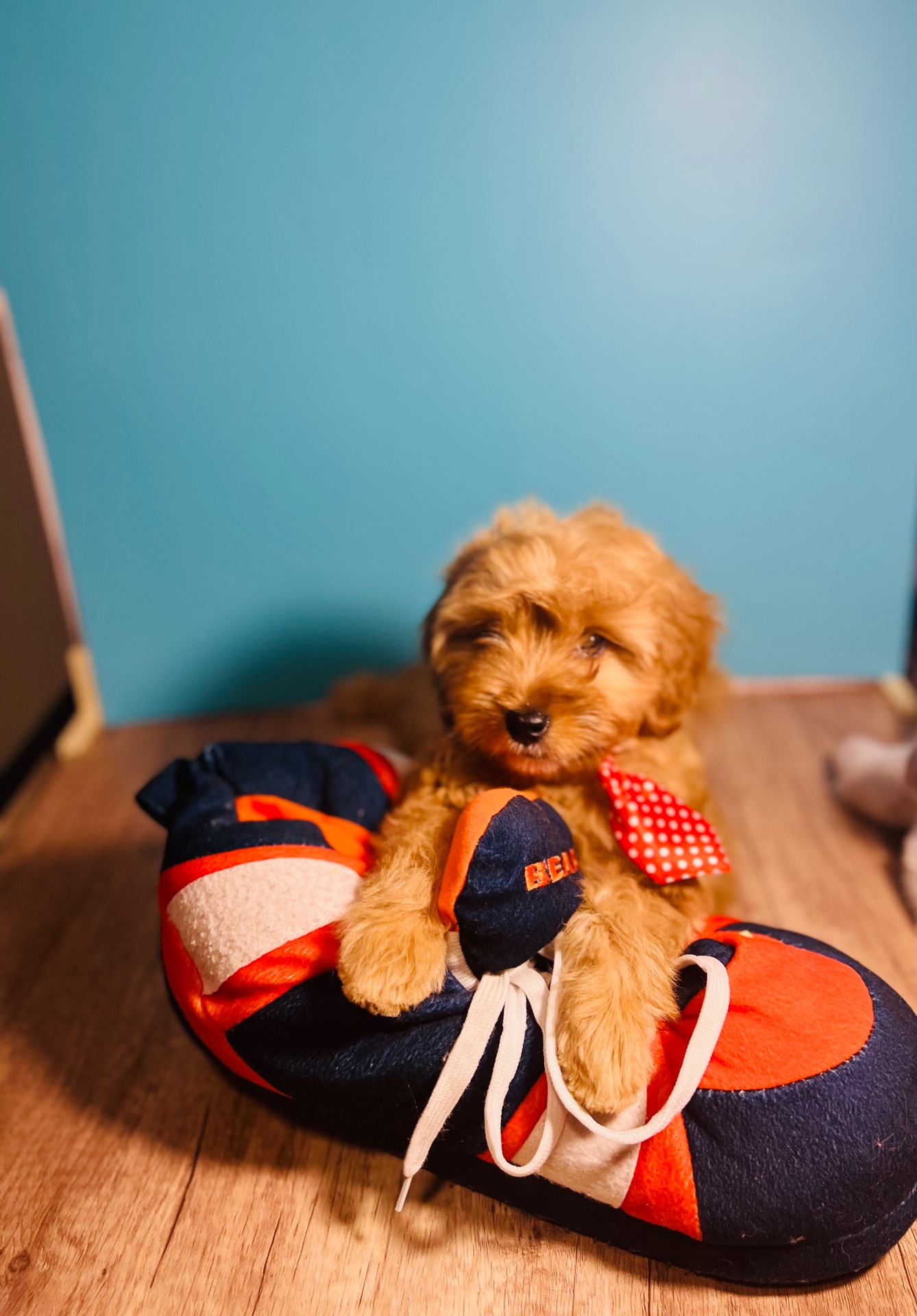 A puppy raised at home