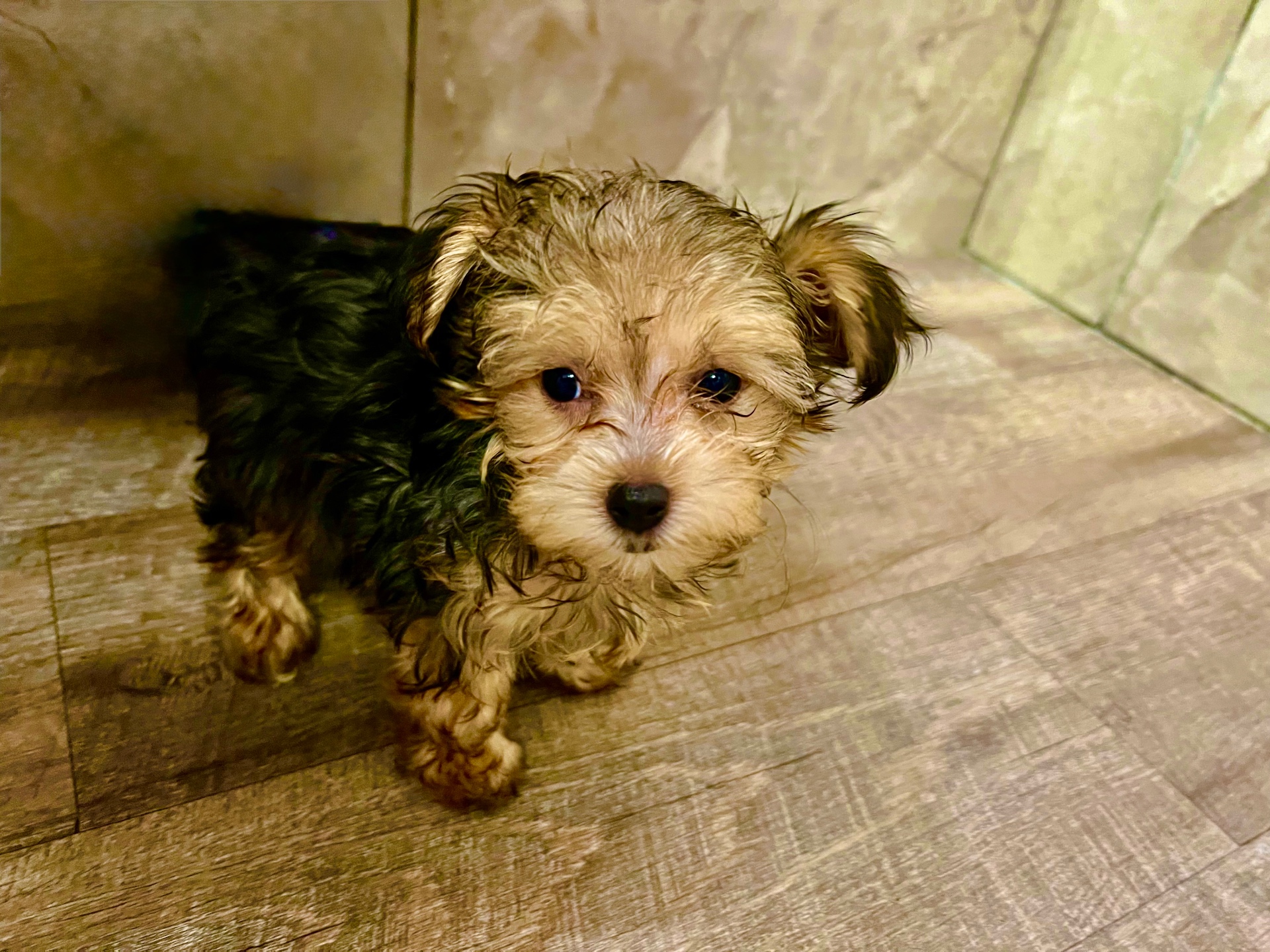 A puppy raised at home